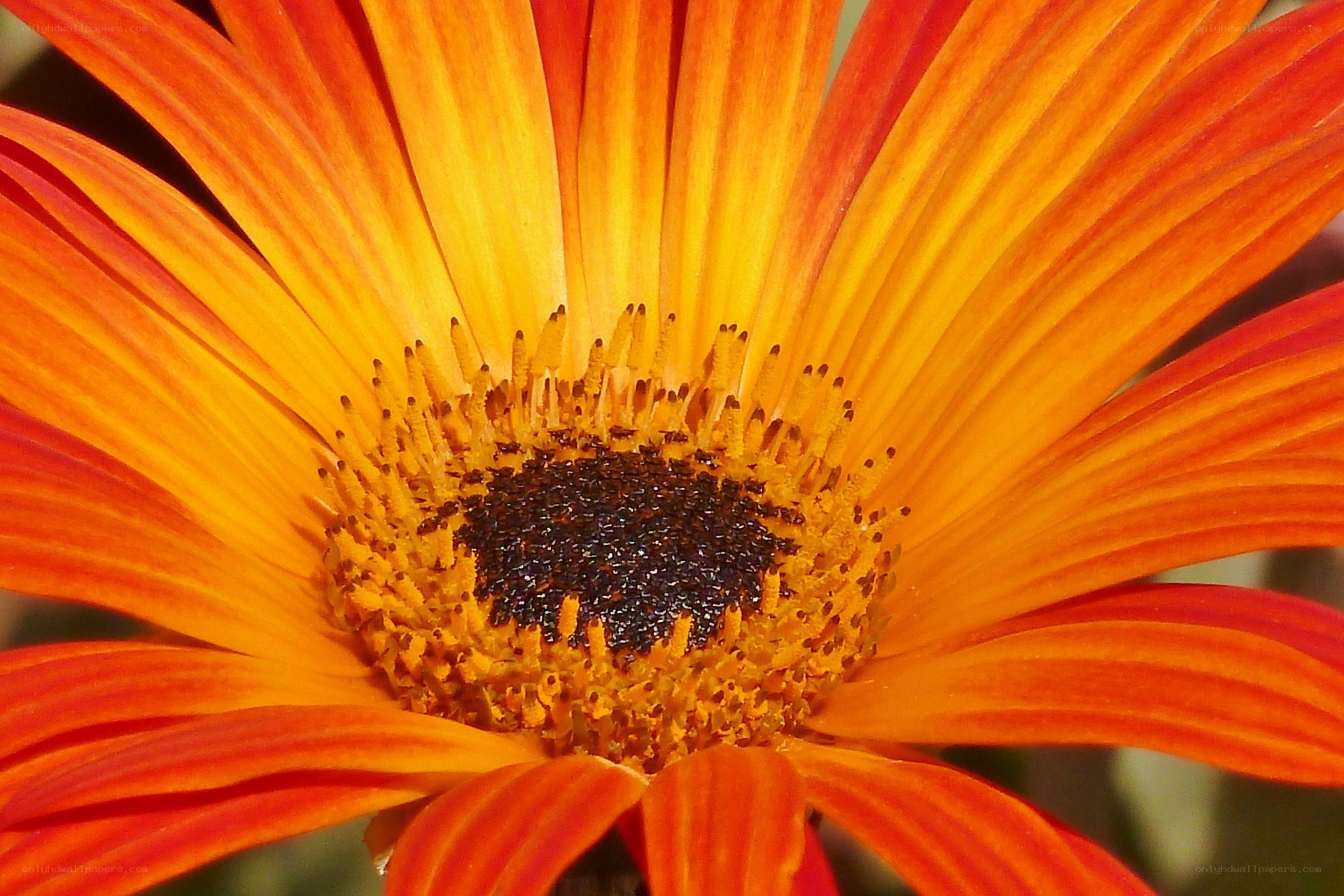 vibrant orange daisy flower