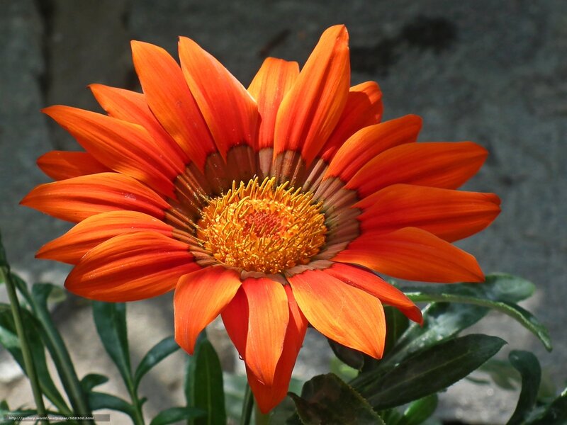 vibrant orange daisy flower