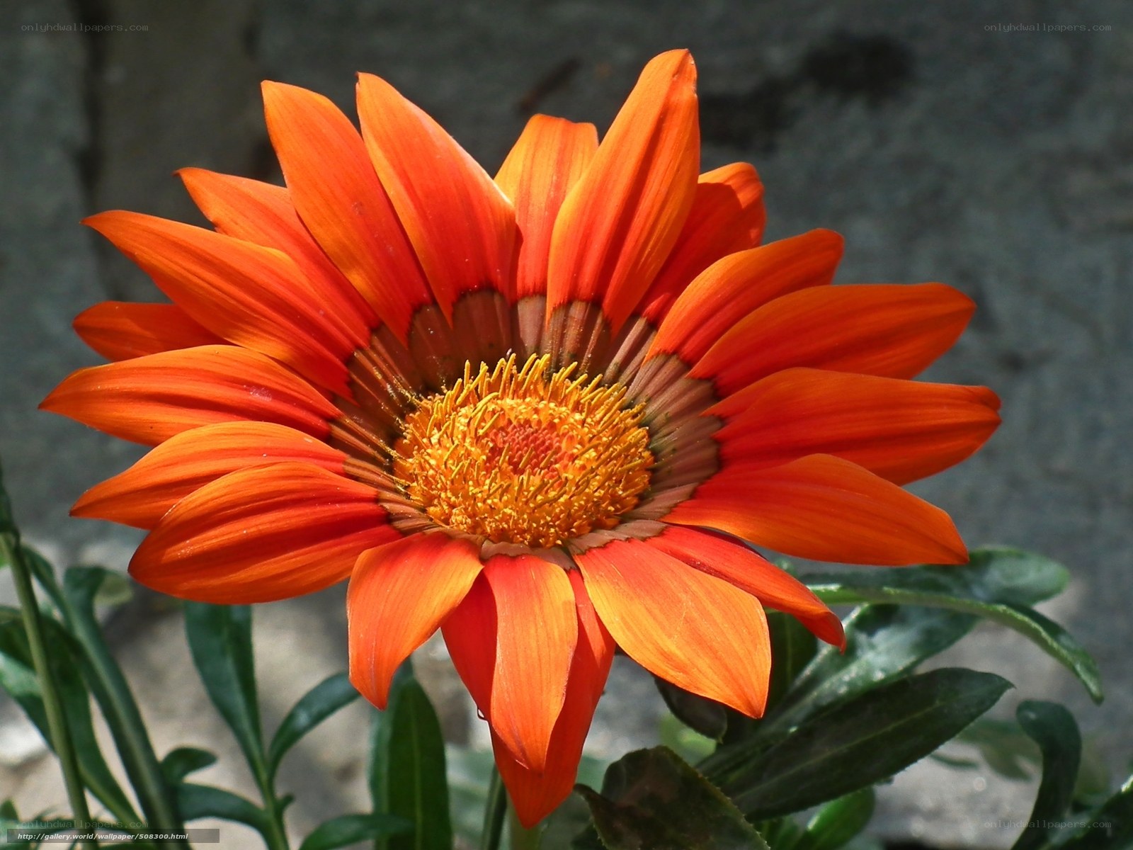 vibrant orange daisy flower