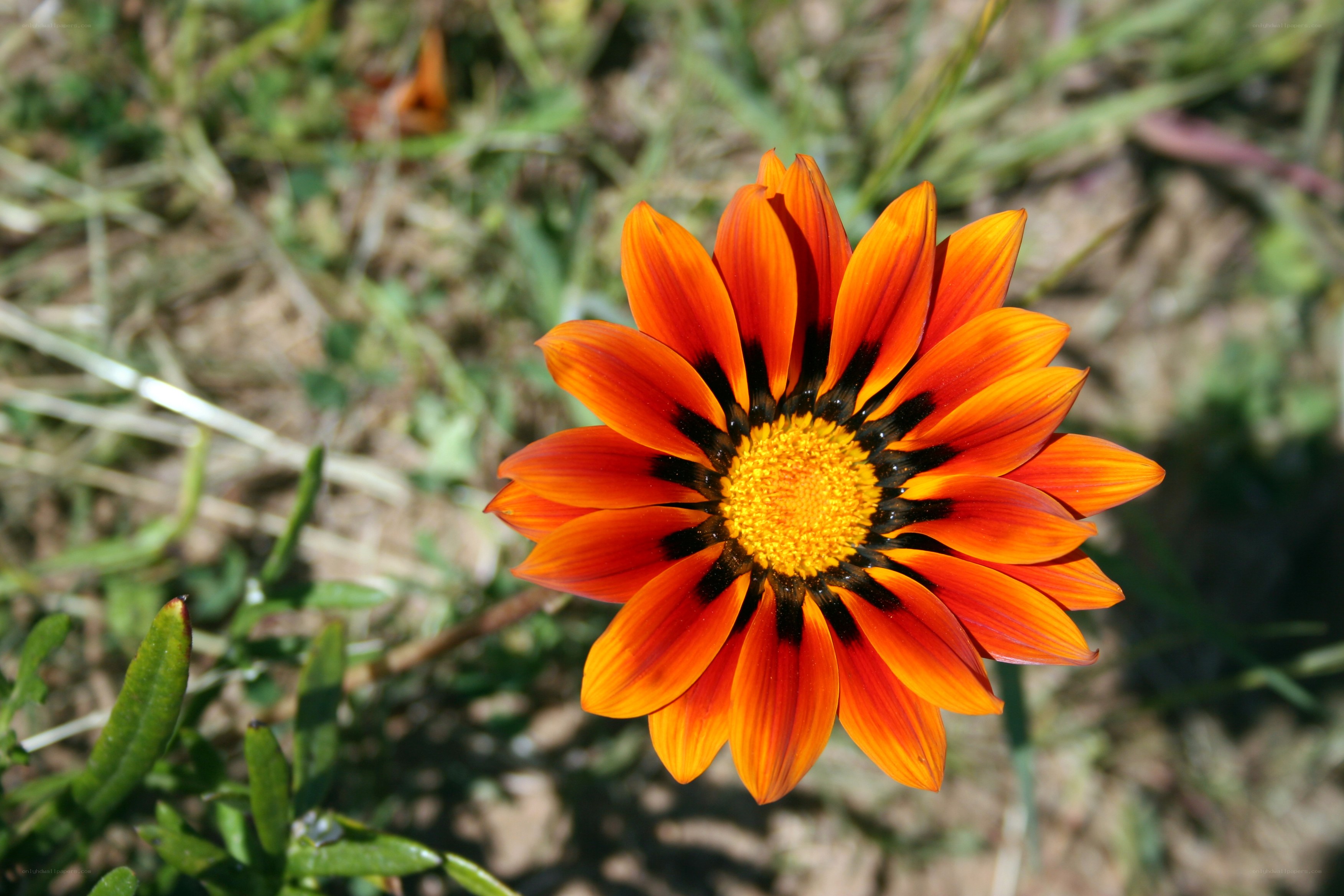 vibrant orange daisy flower