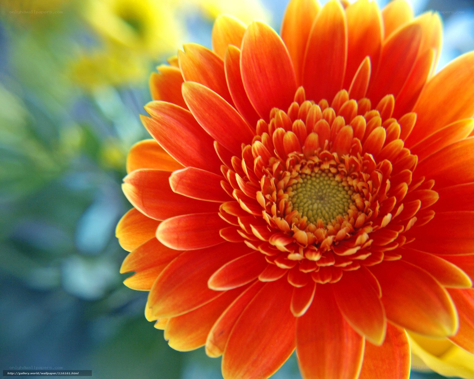 vibrant orange daisy flower
