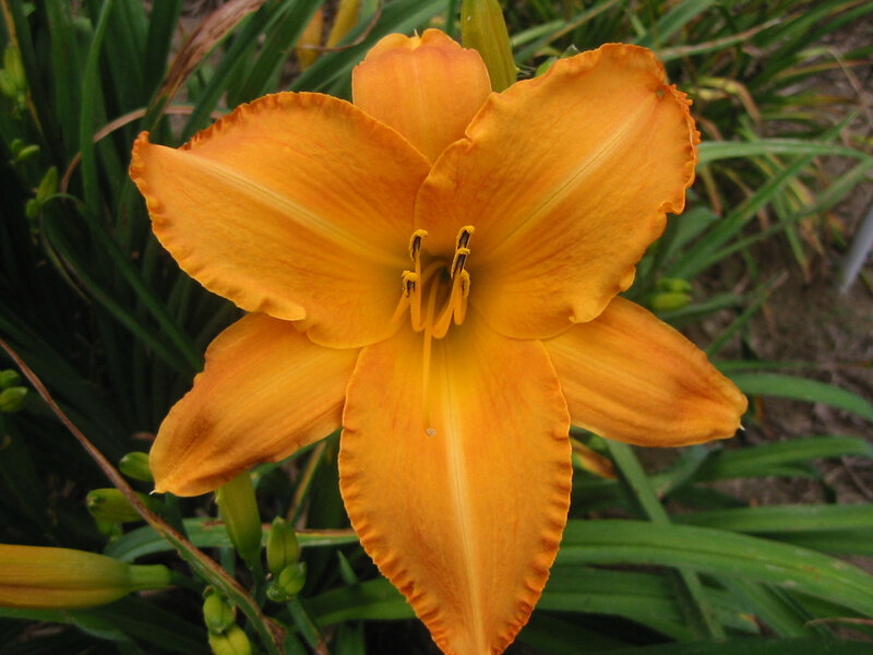 vibrant orange daylily flower