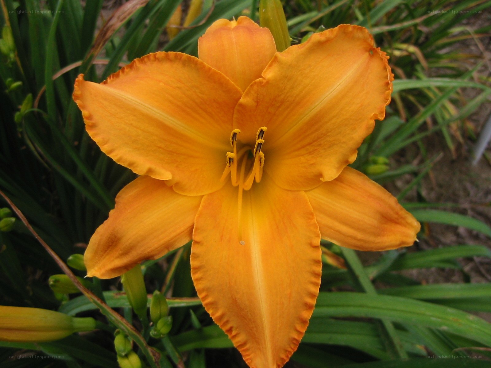 vibrant orange daylily flower