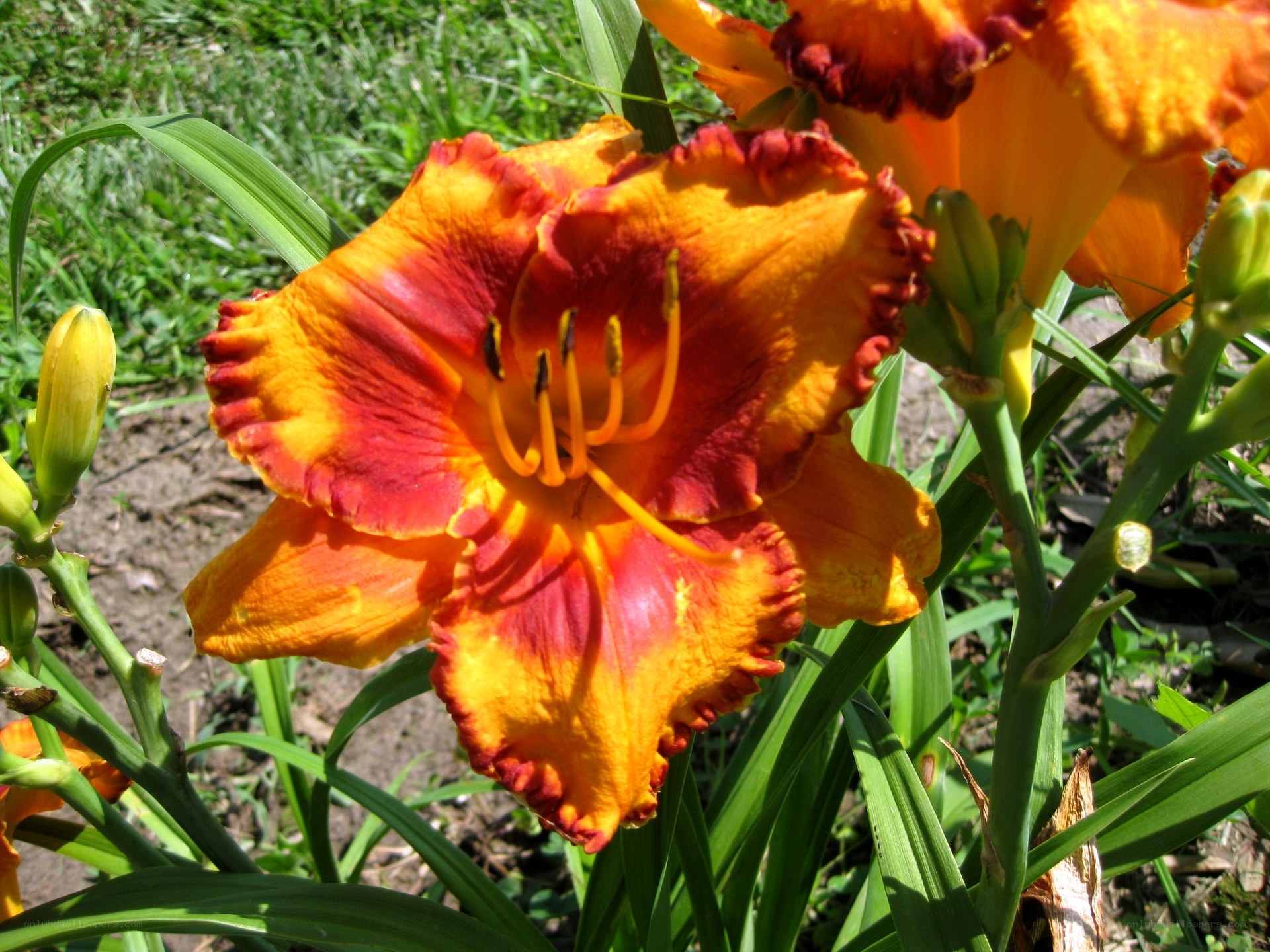 vibrant orange daylily flower