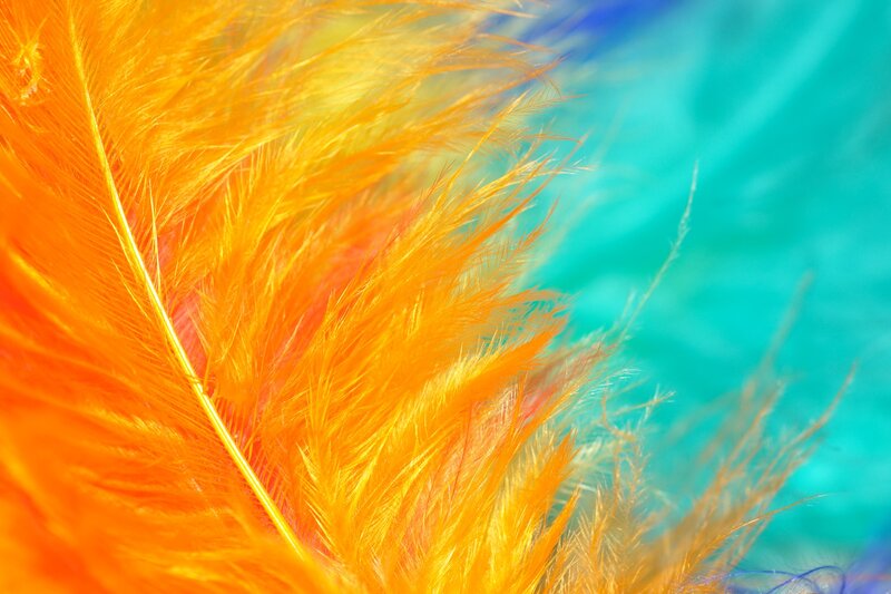 vibrant orange feathers