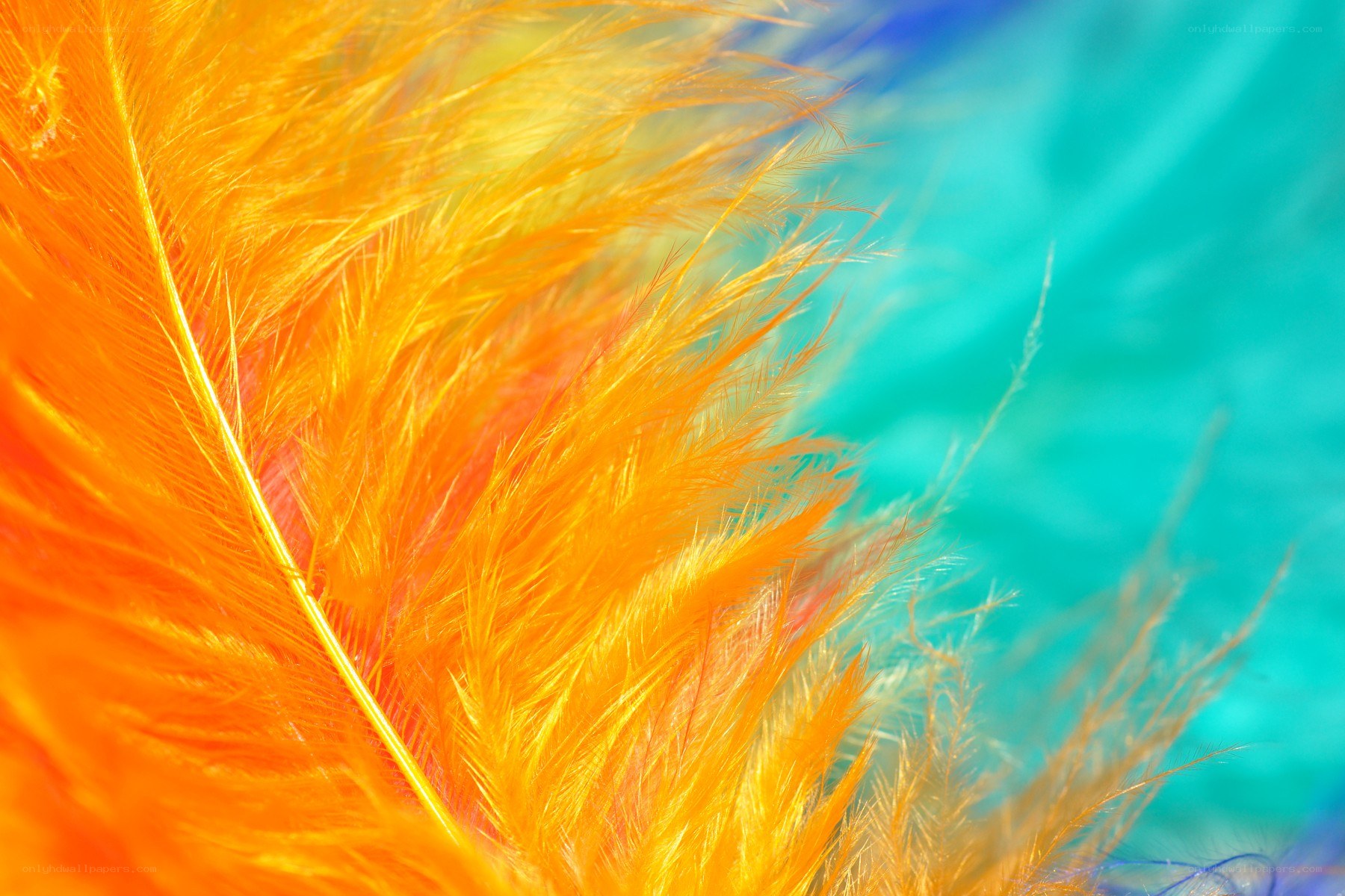 vibrant orange feathers