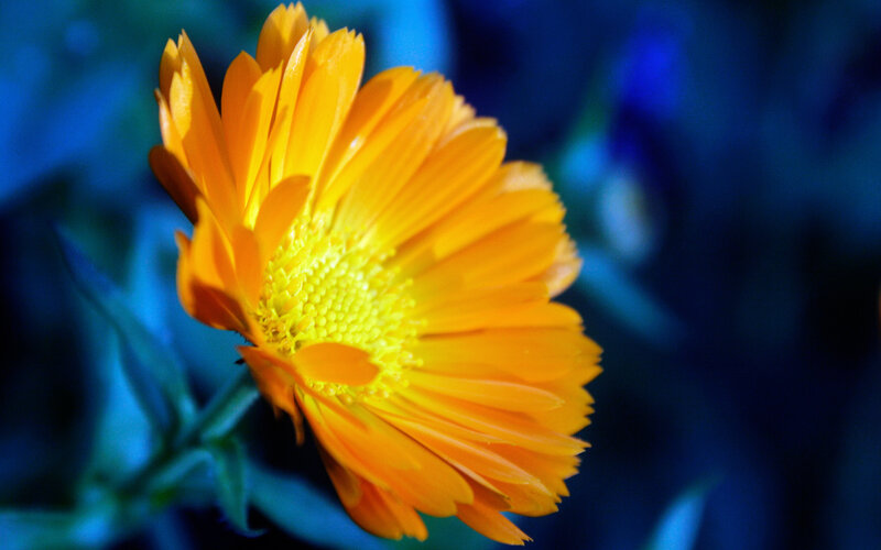 vibrant orange flower