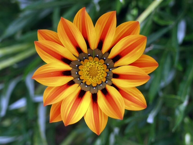 vibrant orange flower