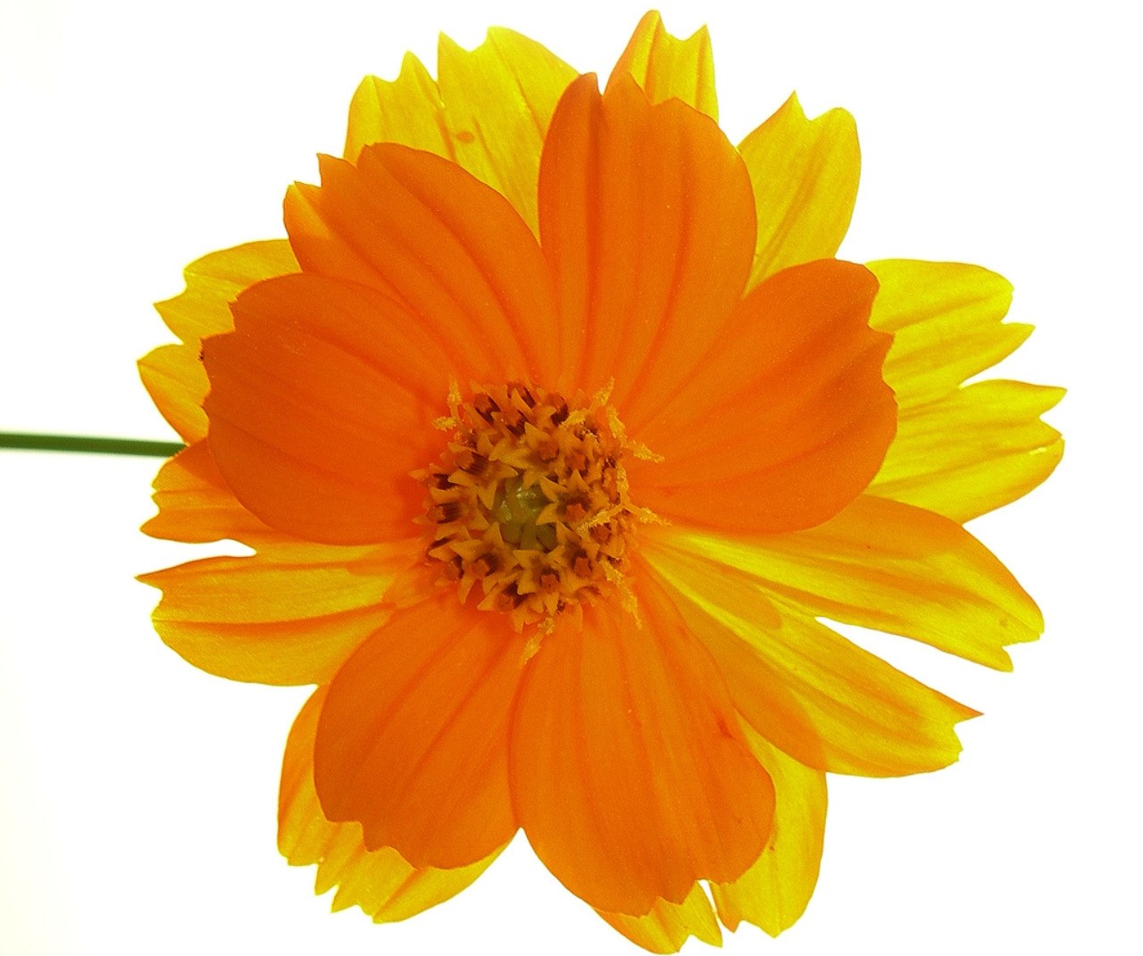 vibrant orange flower