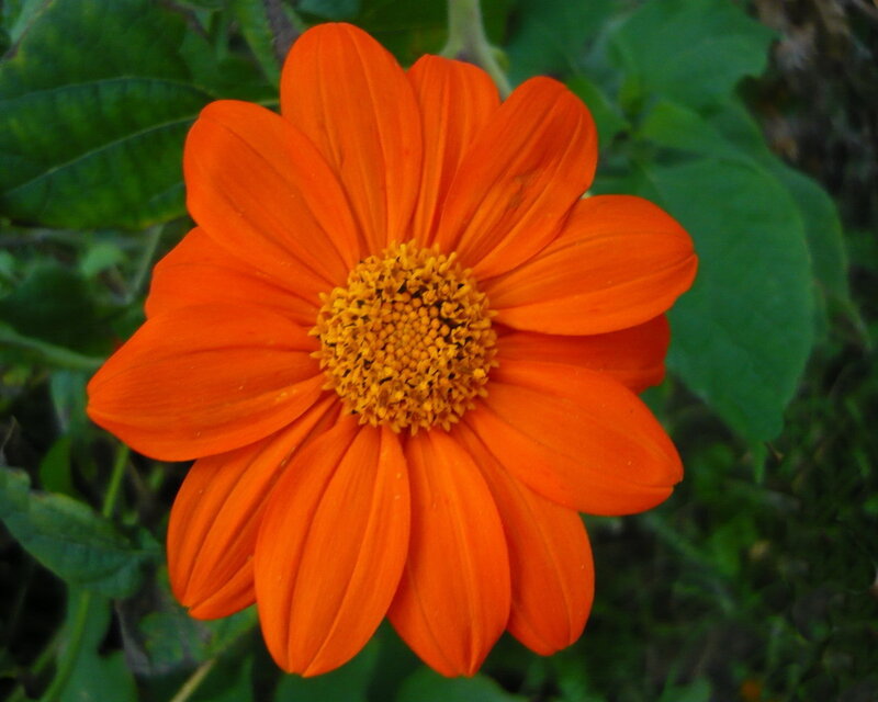 vibrant orange flower