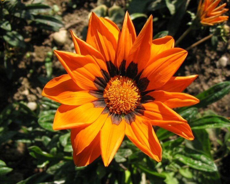 vibrant orange flower