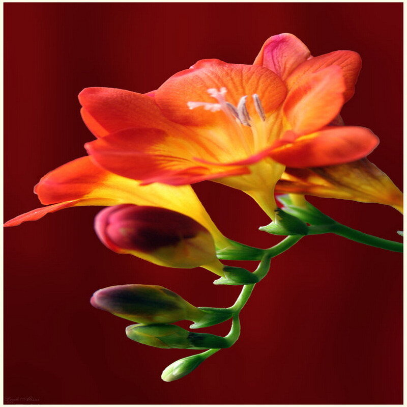 vibrant orange flower