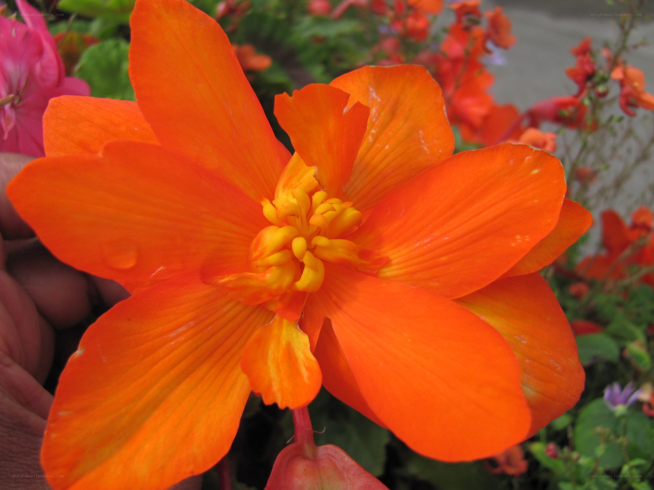 vibrant orange flower bloom