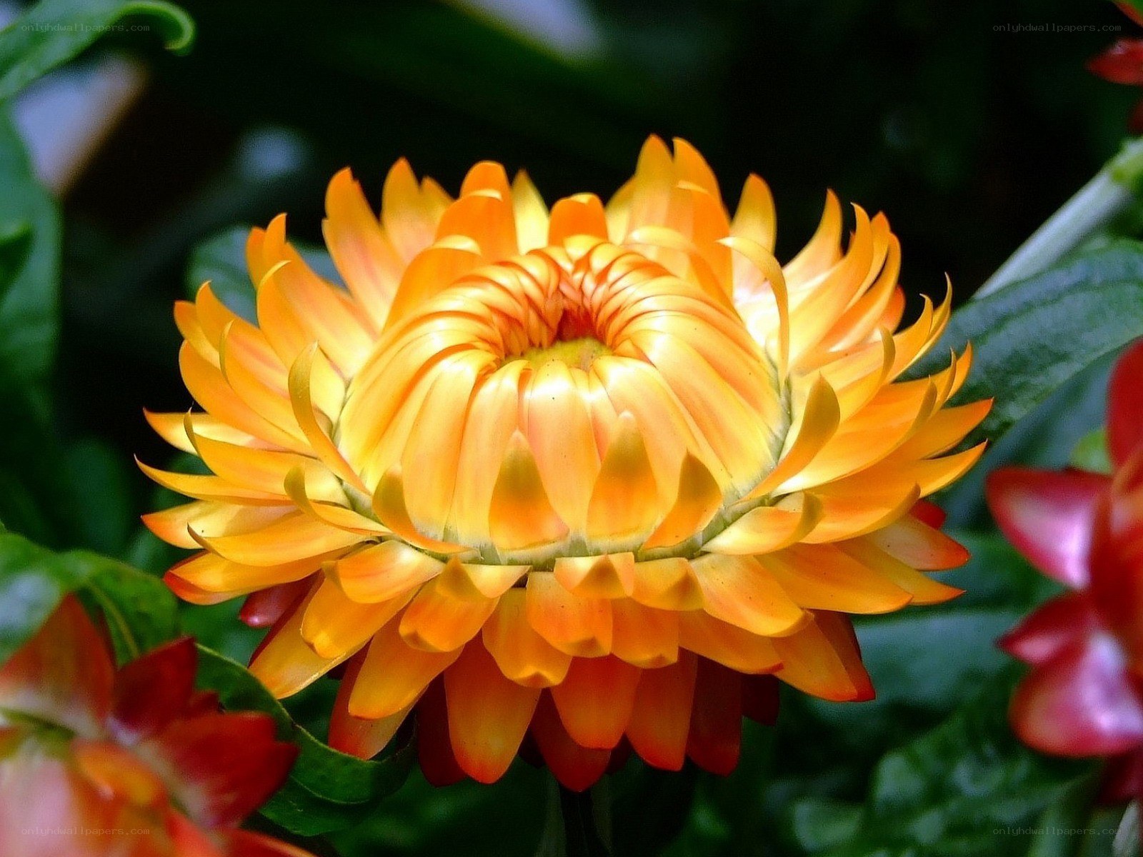 Vibrant orange flower bloom