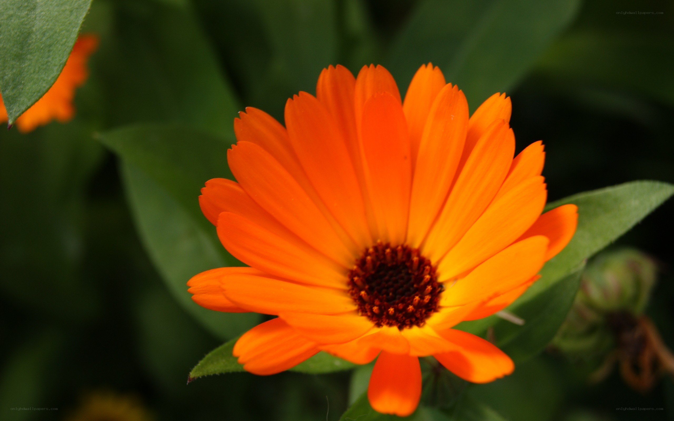 vibrant orange flower bloom