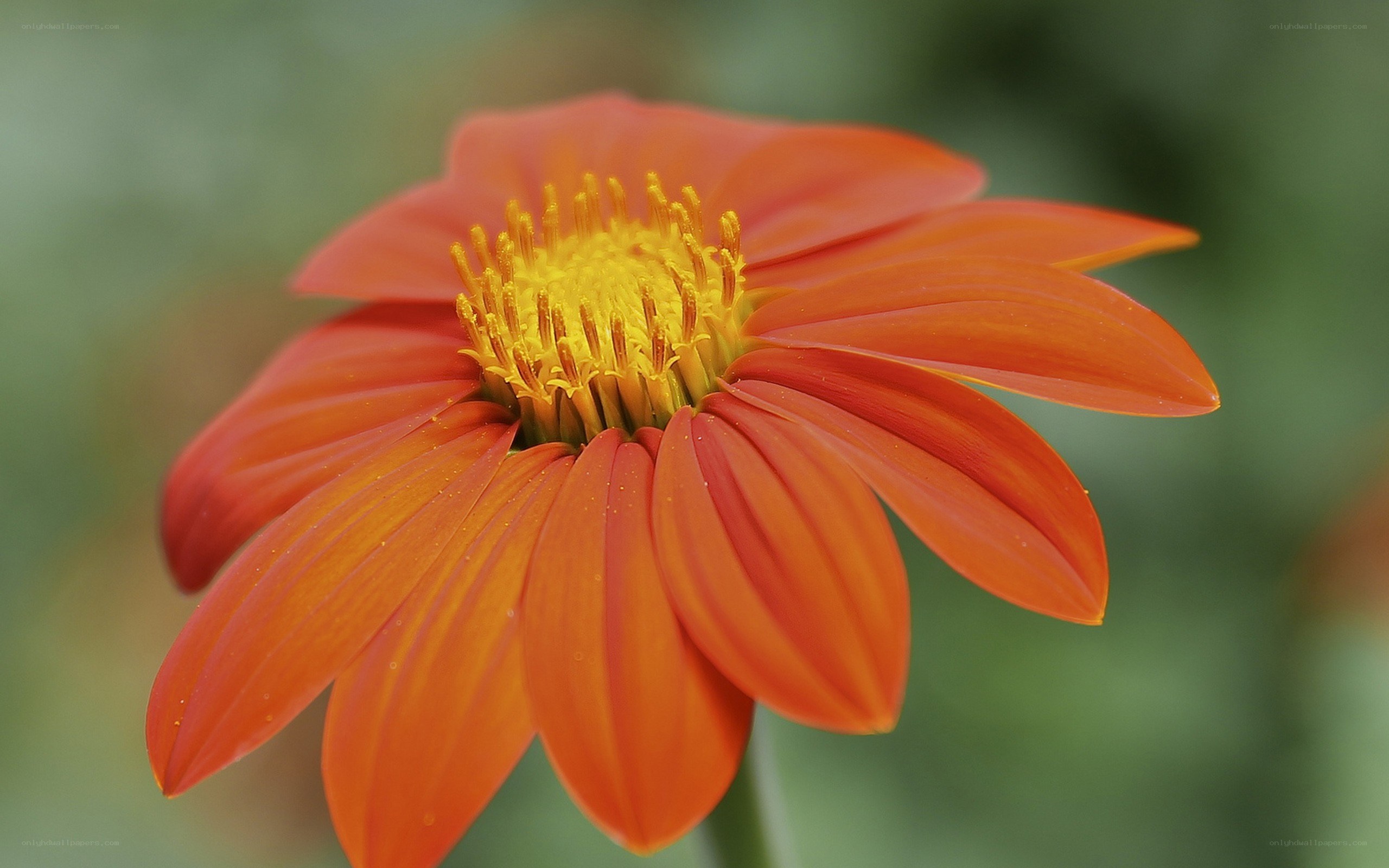 vibrant orange flower bloom