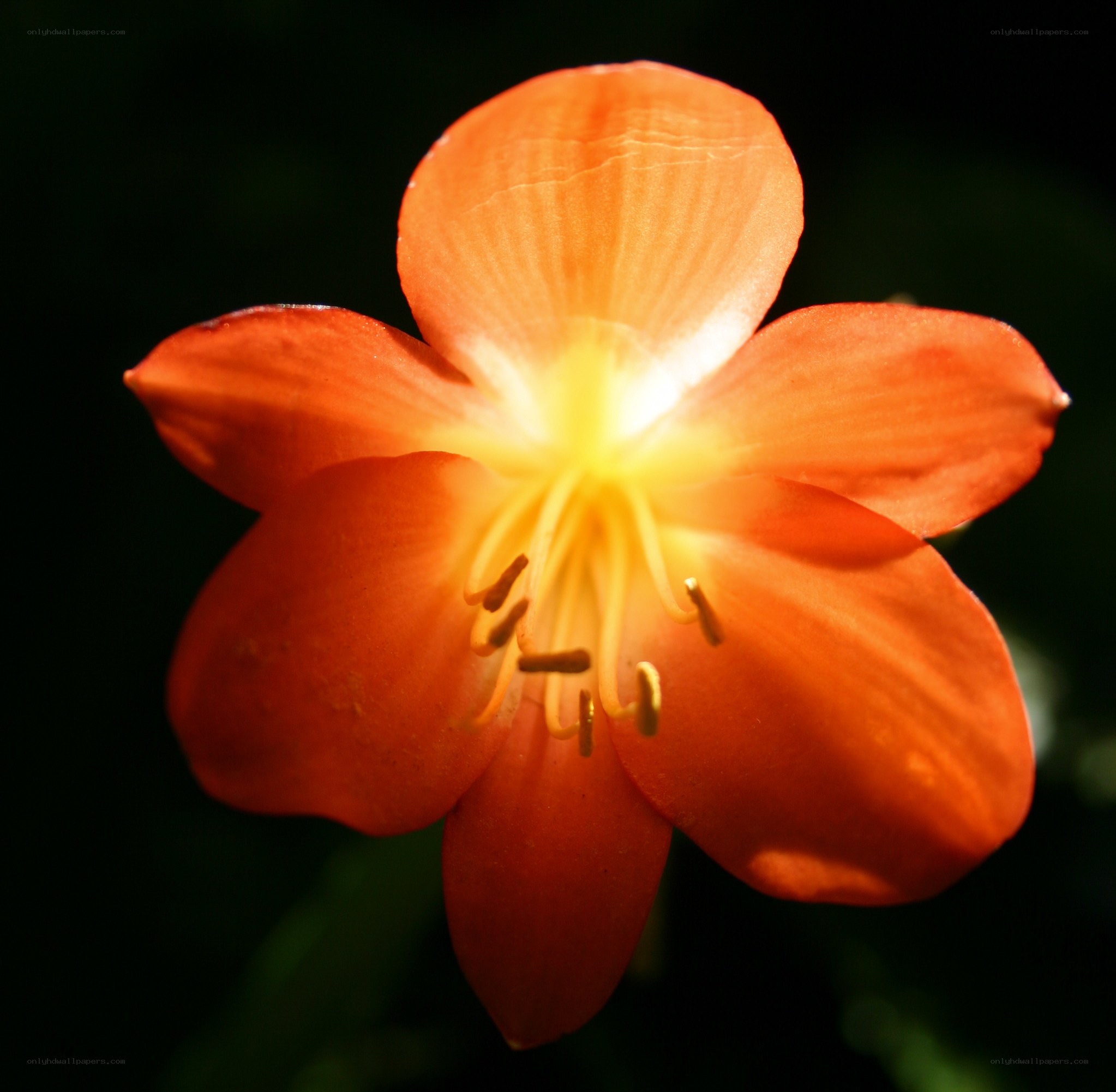 vibrant orange flower bloom