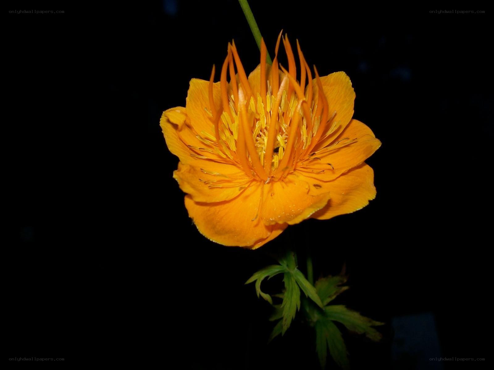 vibrant orange flower bloom