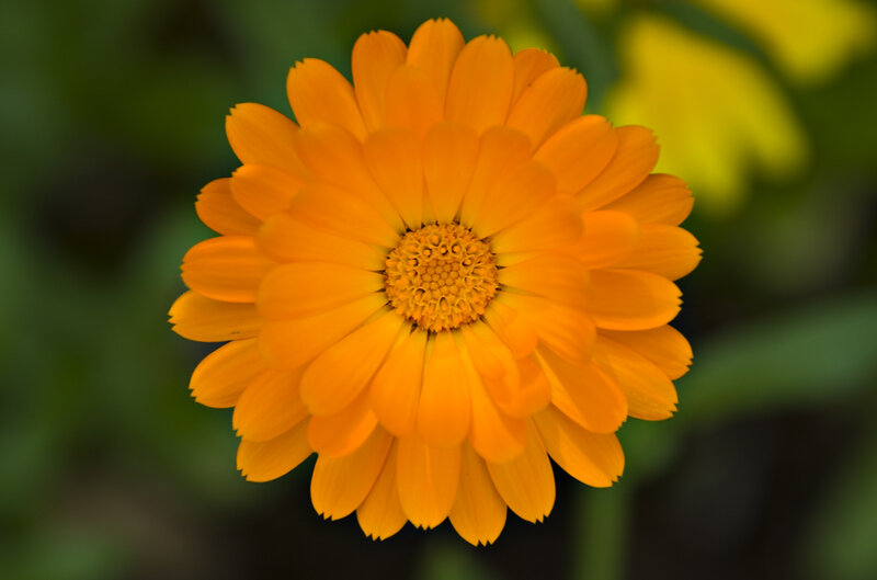 vibrant orange flower bloom