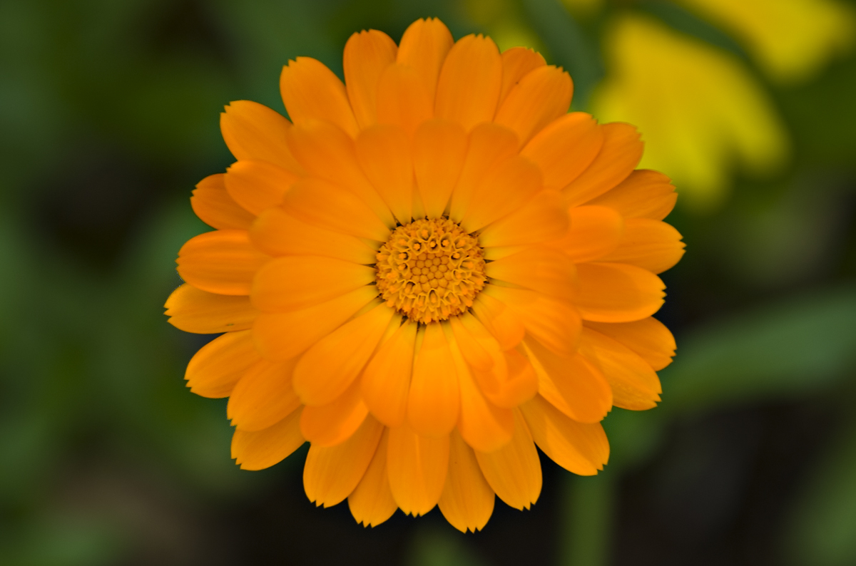 vibrant orange flower bloom