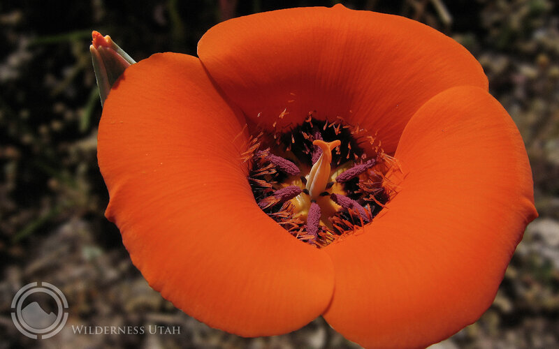 vibrant orange flower bloom