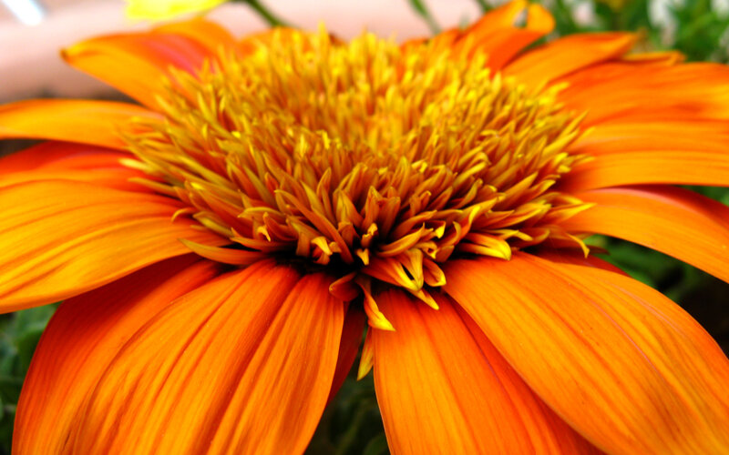 Vibrant orange flower bloom