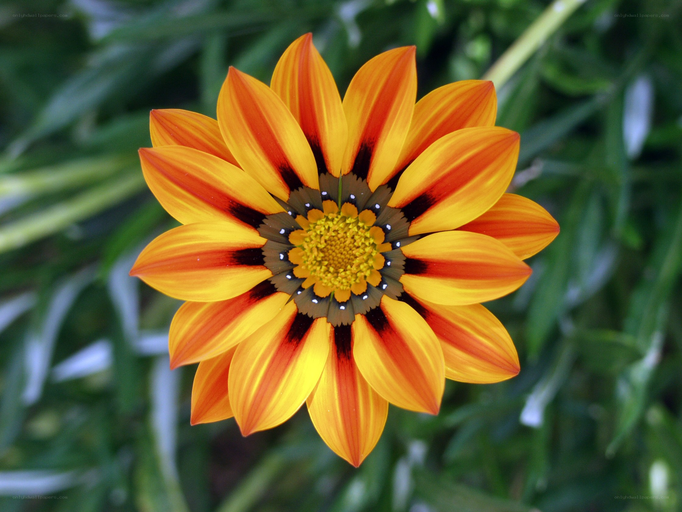 vibrant orange flower bloom
