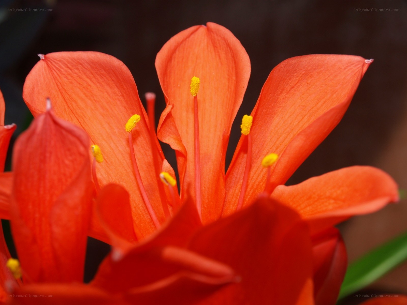 vibrant orange flower bloom