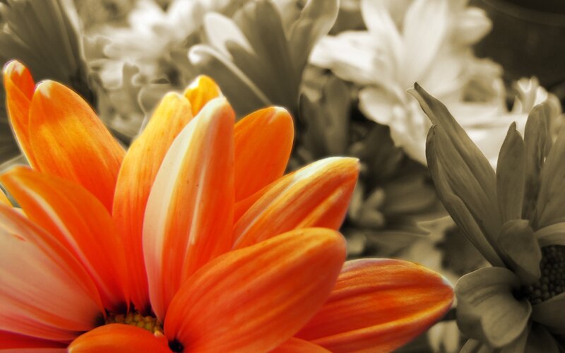vibrant orange flower bloom