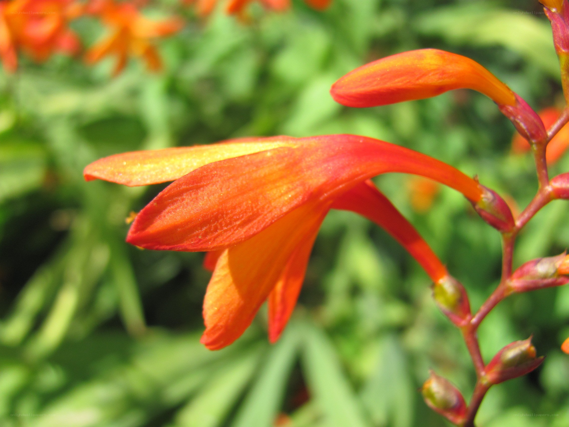 vibrant orange flower bloom