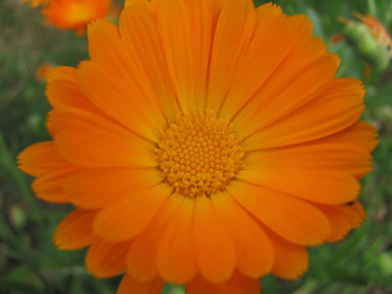 vibrant orange flower bloom