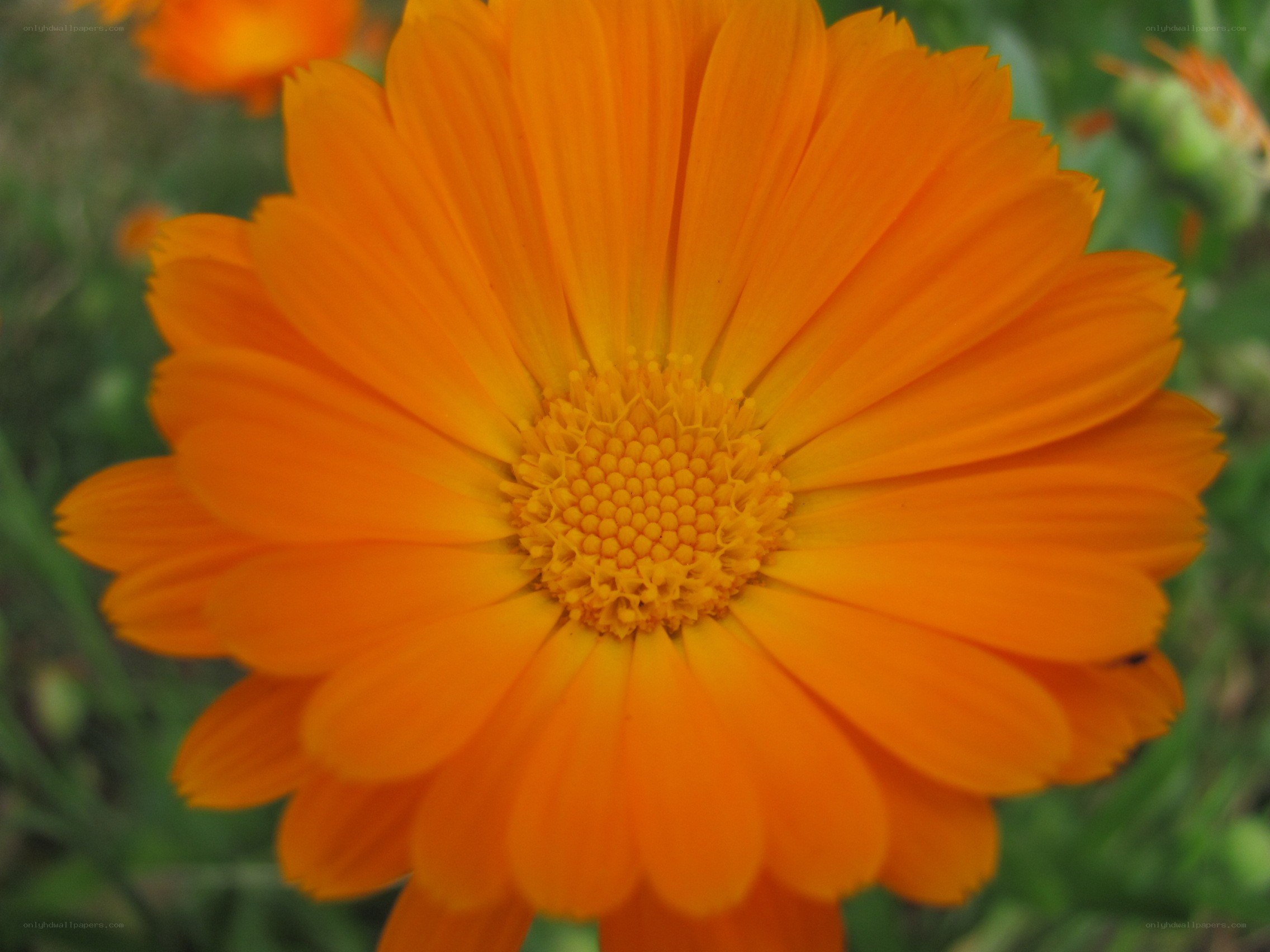 vibrant orange flower bloom