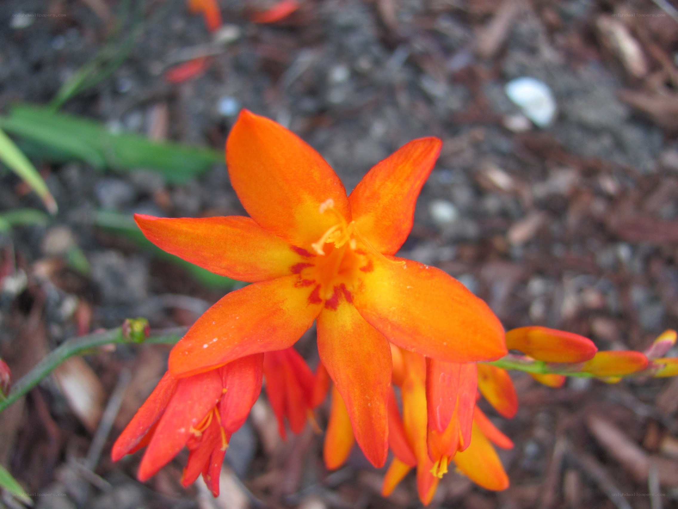 vibrant orange flower bloom