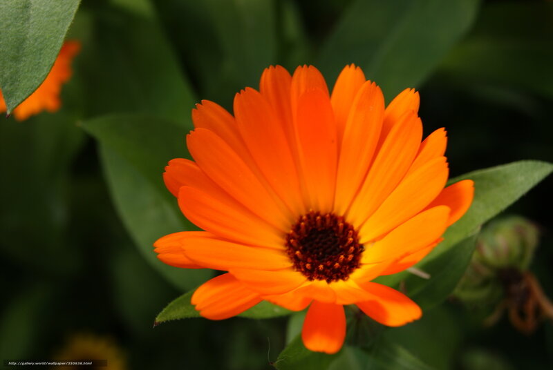 vibrant orange flower bloom