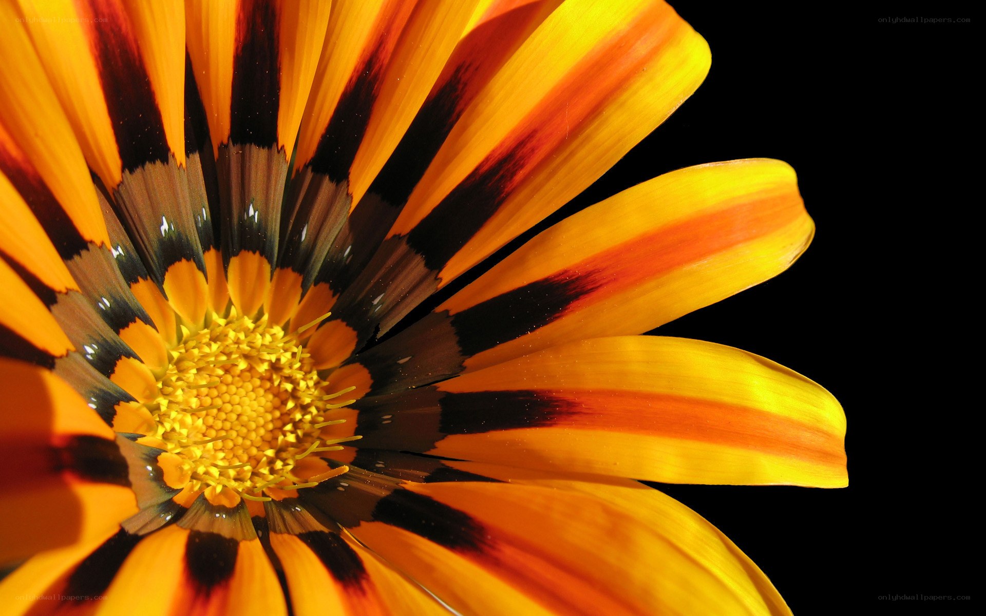 vibrant orange flower close-up