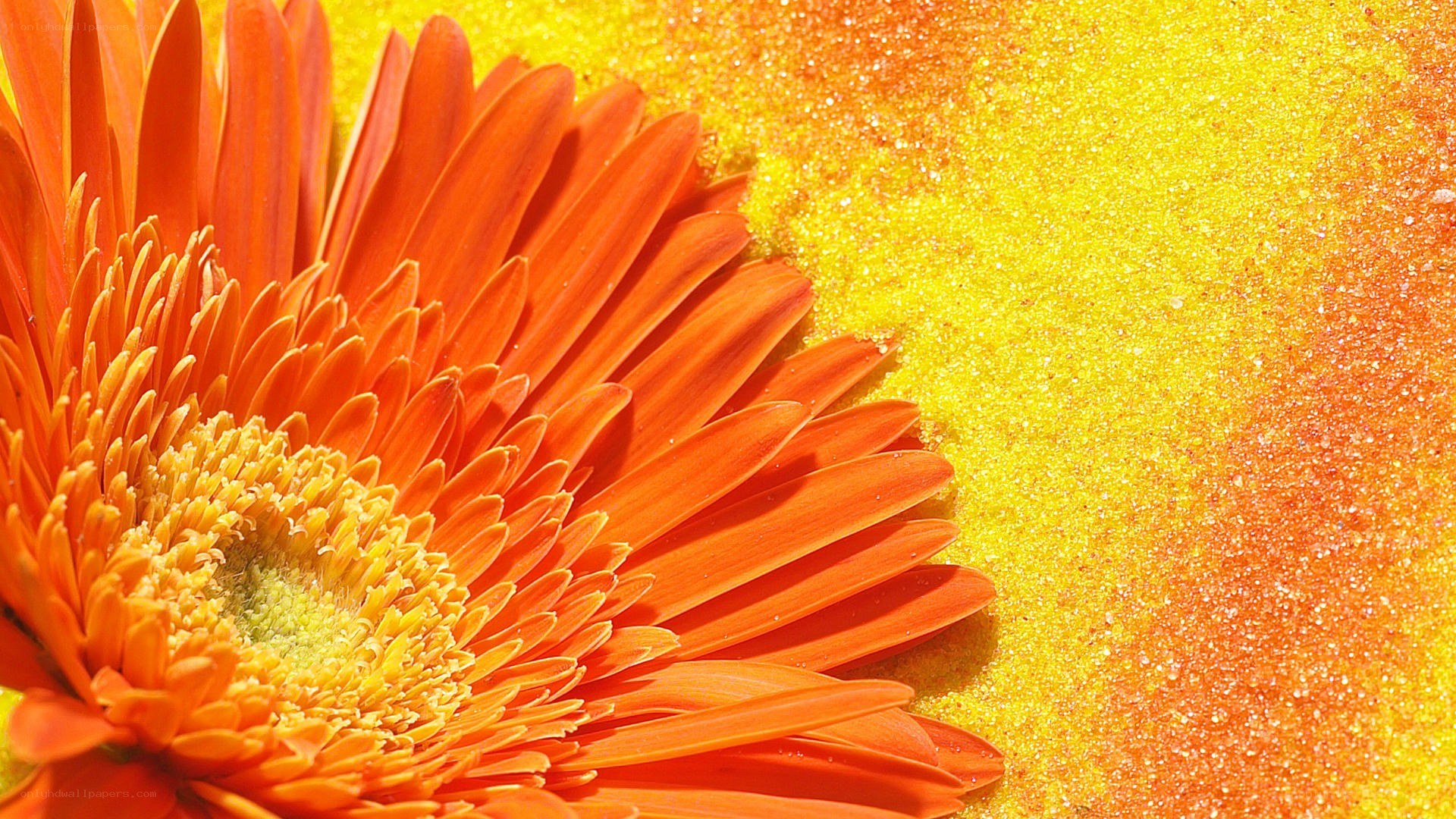 vibrant orange flower close-up