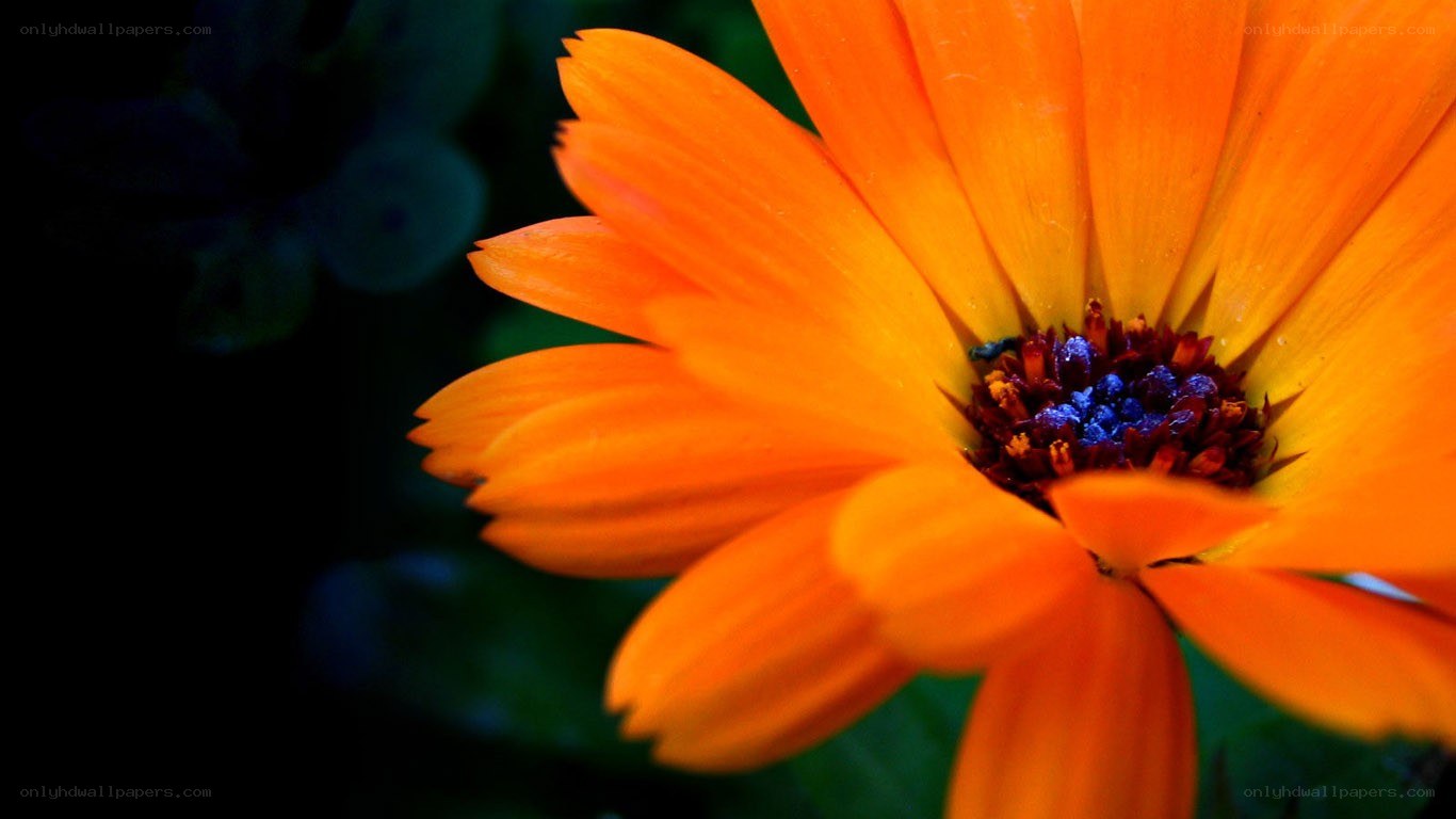 vibrant orange flower close-up