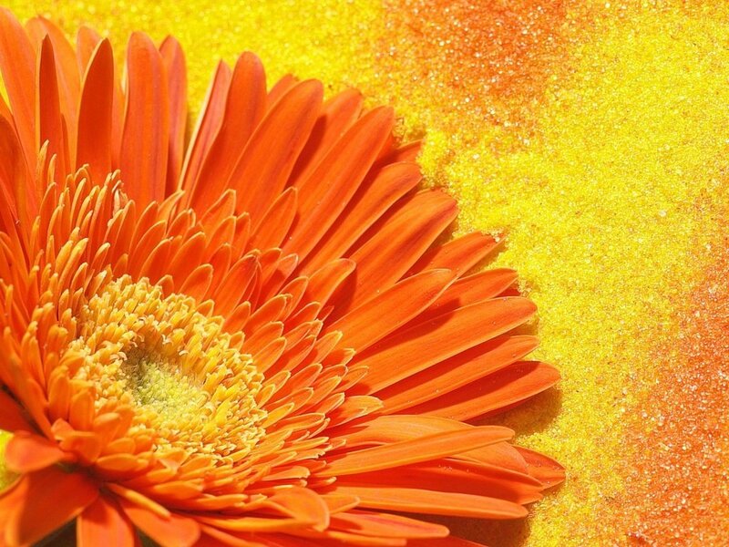 vibrant orange flower close-up