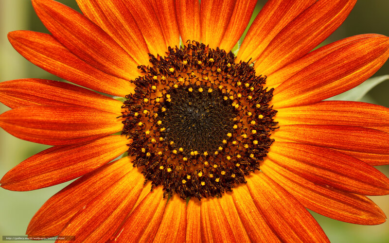 vibrant orange flower close-up