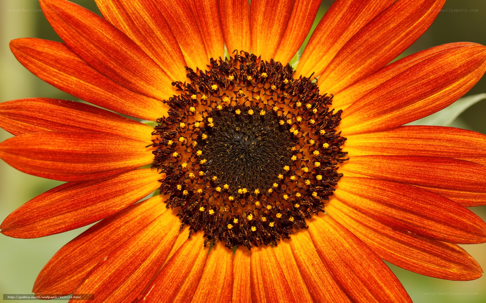 vibrant orange flower close-up