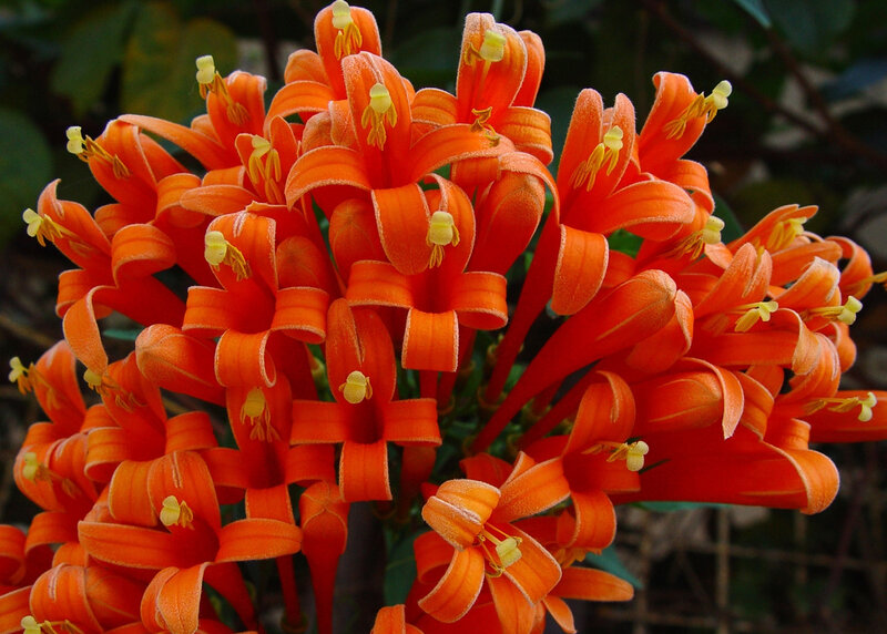 vibrant orange flower cluster