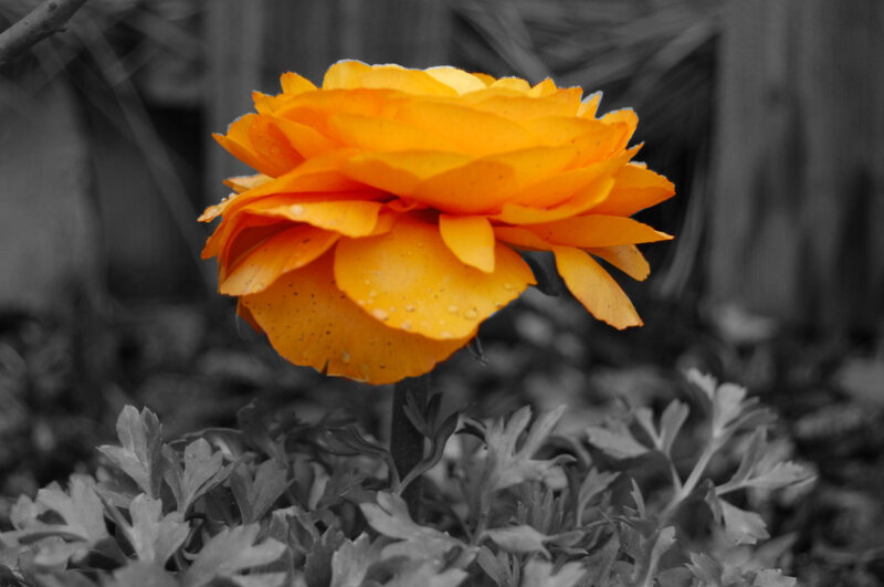 vibrant orange flower in black and white