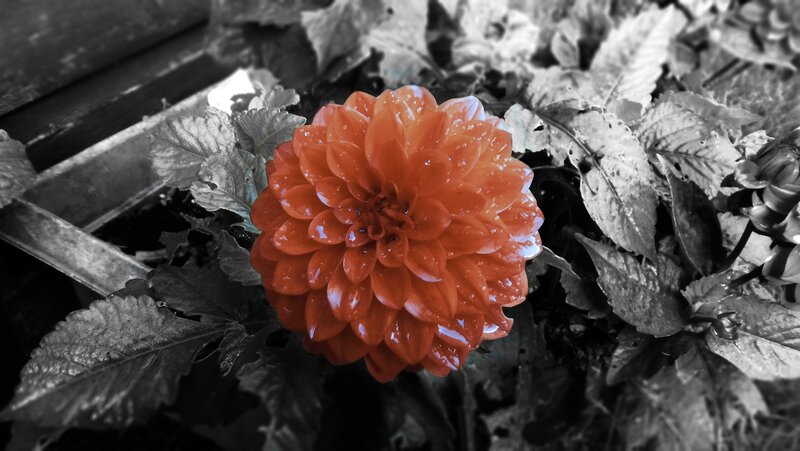 vibrant orange flower in black and white