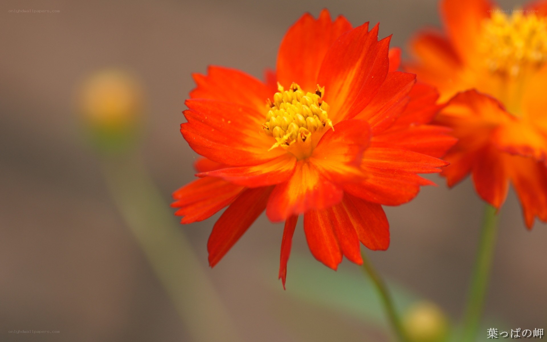 Vibrant orange flower in bloom