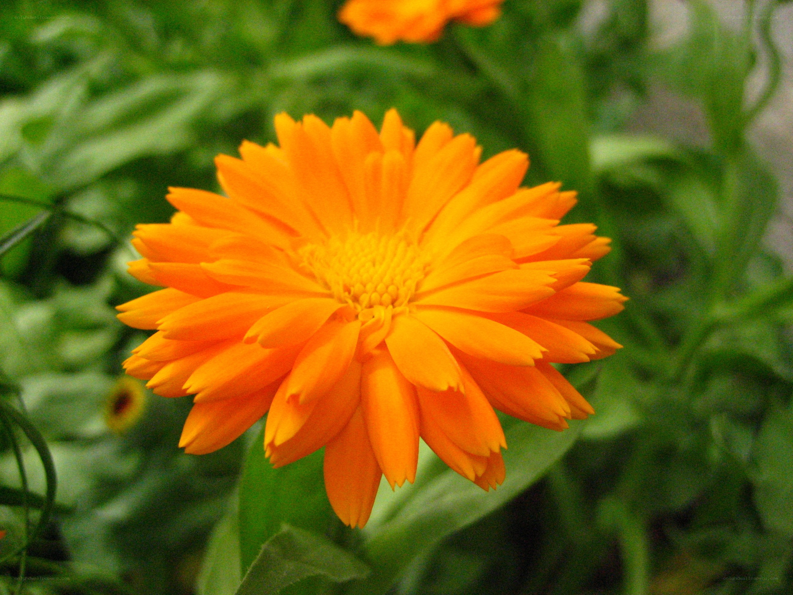 vibrant orange flower in bloom