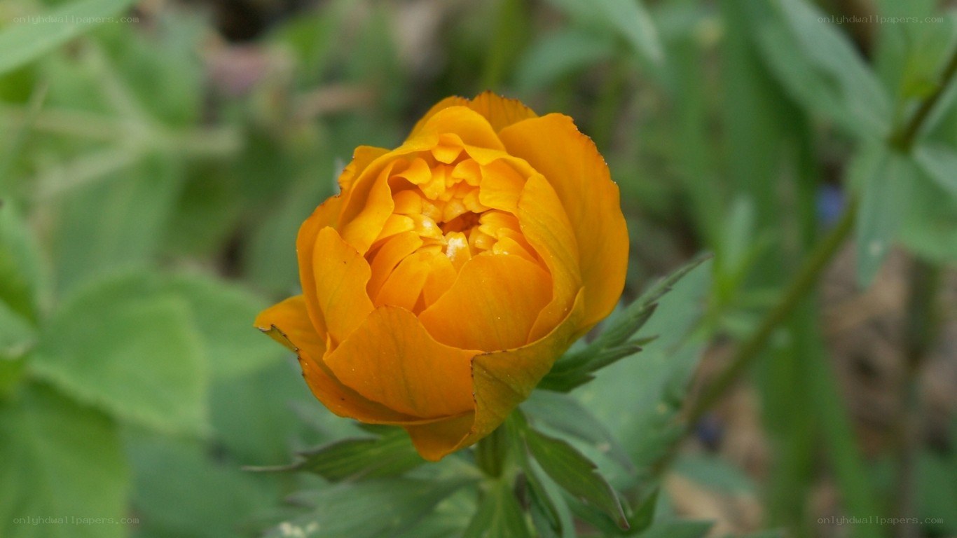vibrant orange flower in bloom