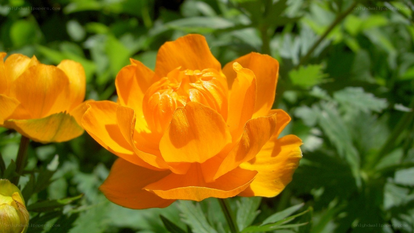 Vibrant orange flower in bloom