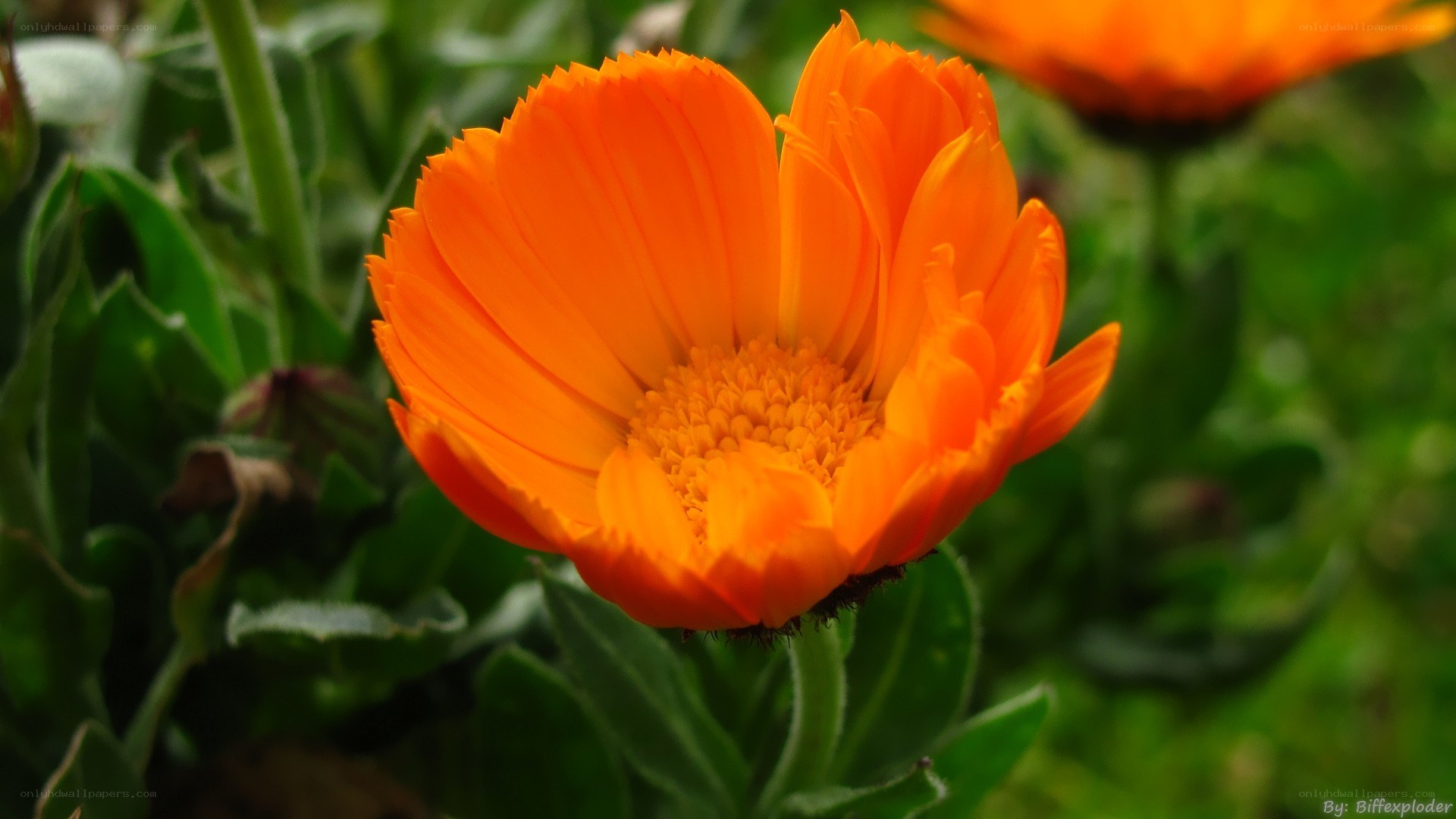 Vibrant orange flower in bloom