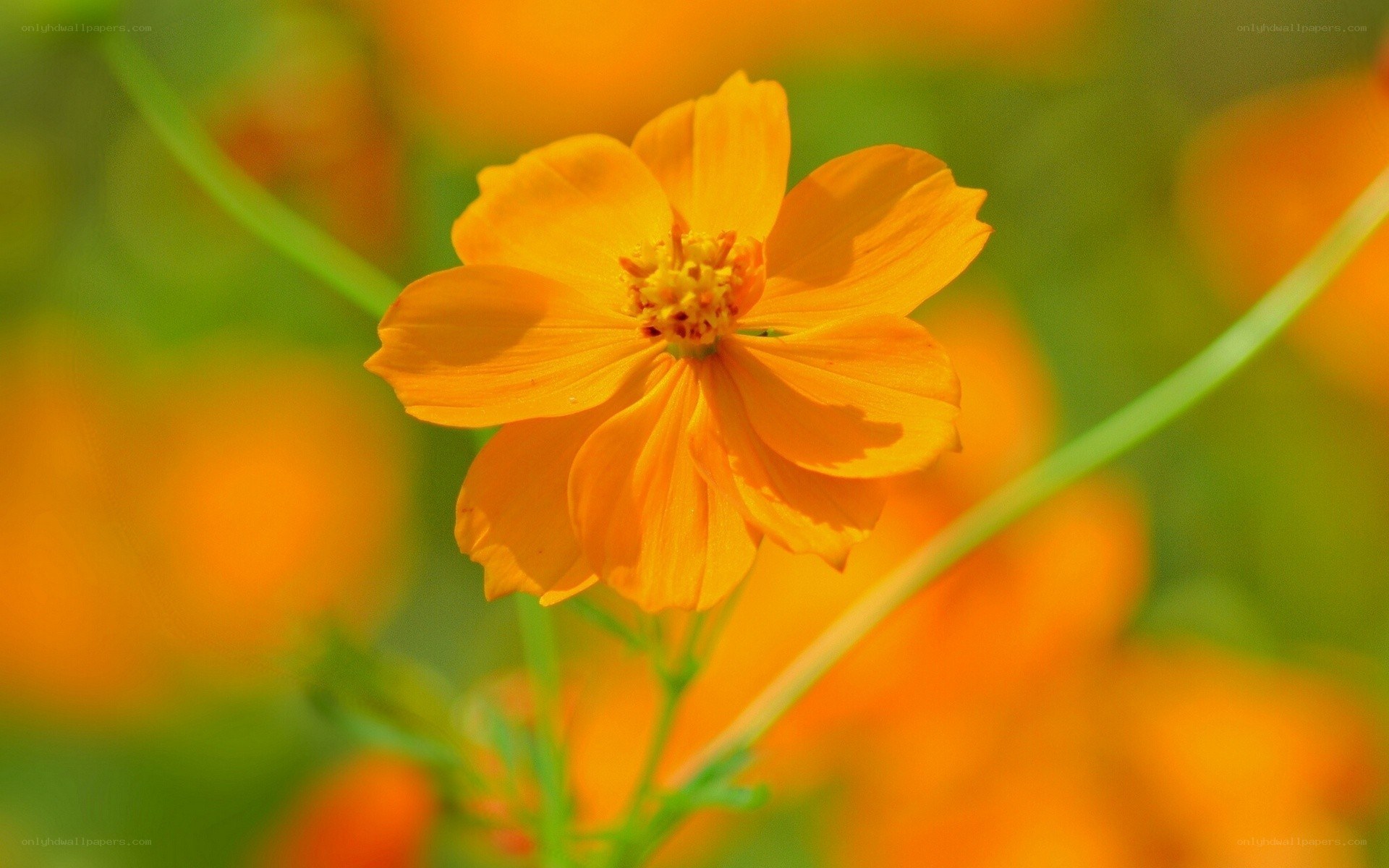 vibrant orange flower in bloom