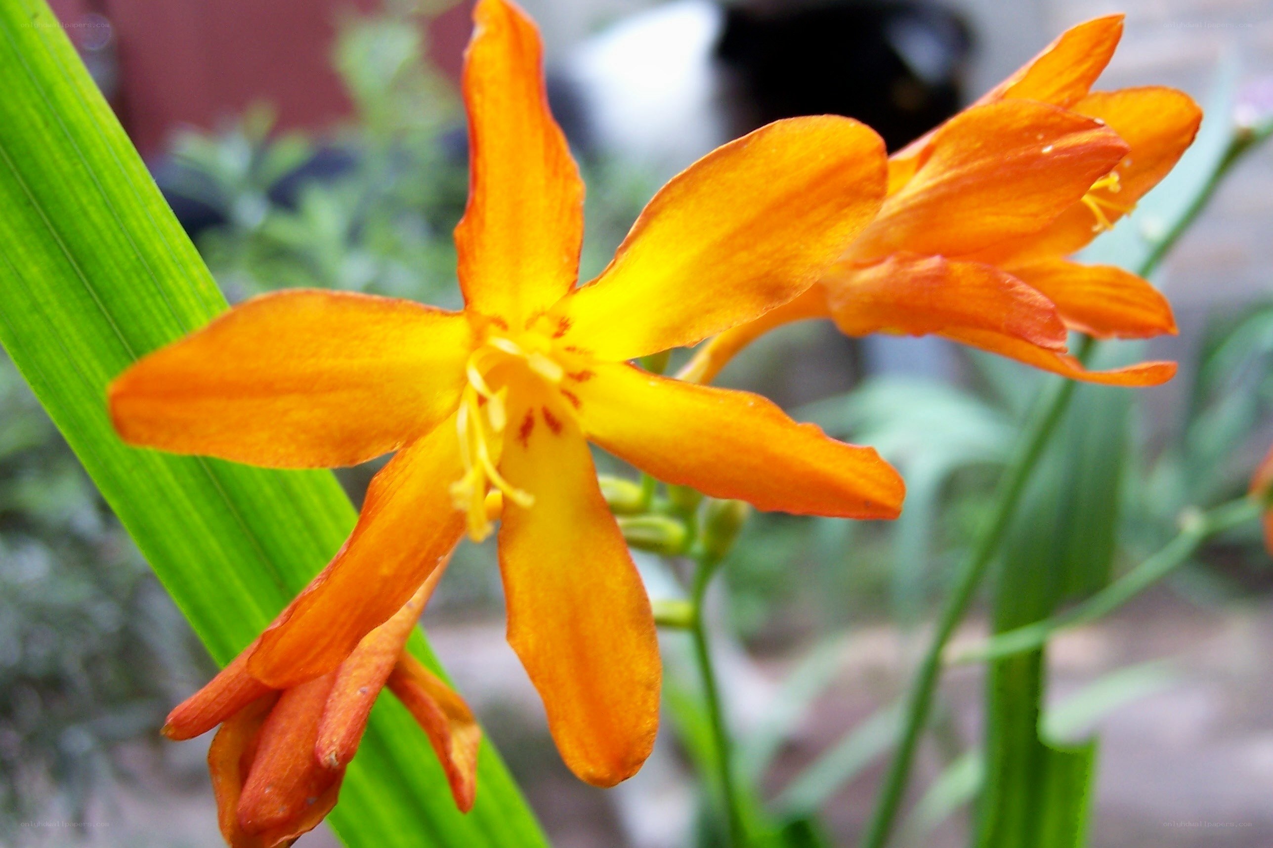 vibrant orange flower in bloom